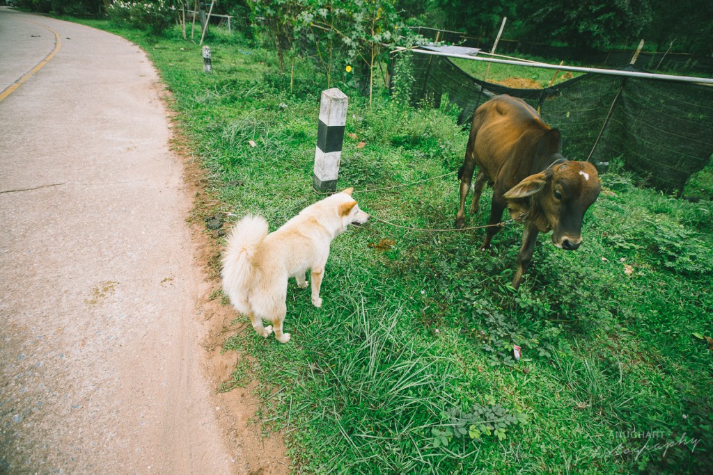 อุ่นไอมาง, น่าน, สปัน, บ่อเกลือ